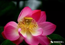 莲花一生最新爆料网站,揭秘不为人知的幕后故事